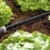Gardena 1969-20 Perl Regner Schlauch, mit allen Anschlussarmaturen, mit Durchfluss- und Druckregulierung, verkürzbar oder verlängerbar (Beregnete Fläche 15qm, Schlauchlänge: 15m) - 
